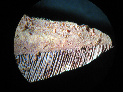 Un quiz tira l''altro.